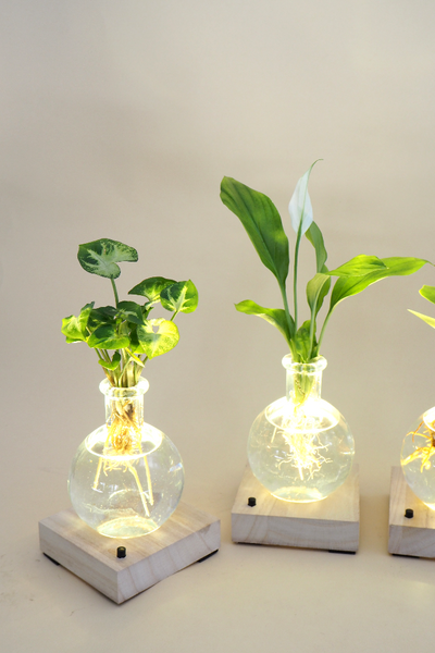 Plant lamp Syngonium