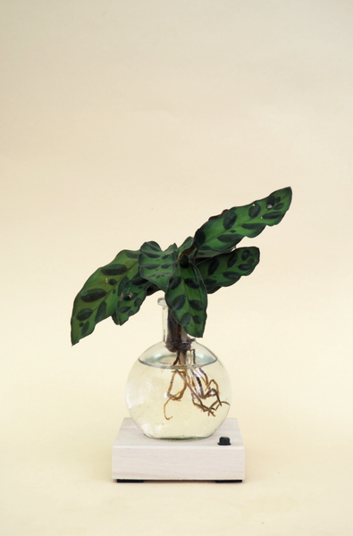 Plant lamp Calathea