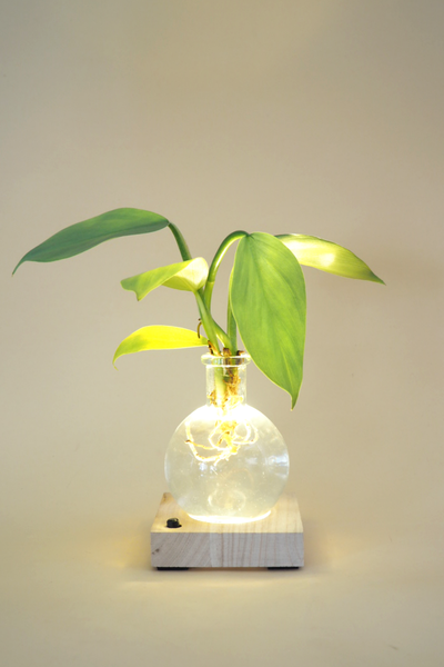 Plant lamp Philodendron