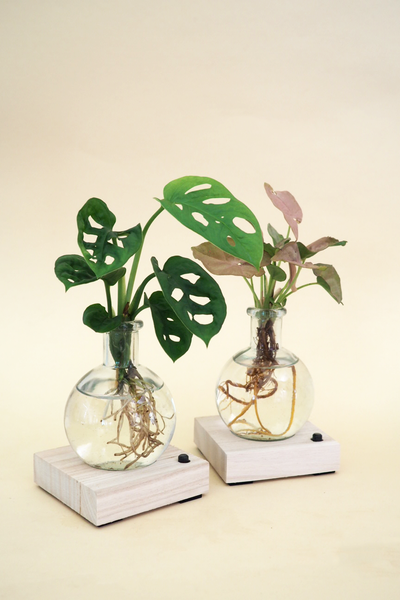 Plant lamp Syngonium Pink