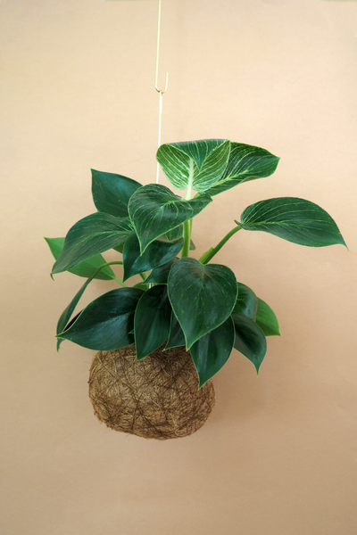 The plant planet Philodendron Birkin