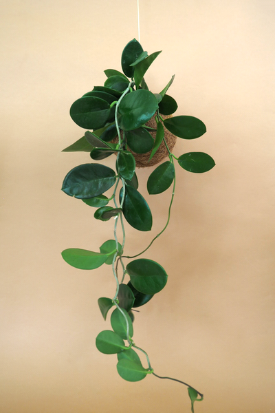 The plant planet Hoya Carnosa