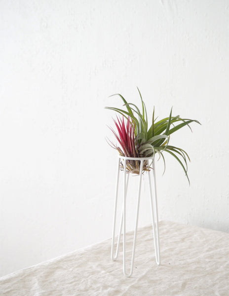 Air Plant Tabletower Lille