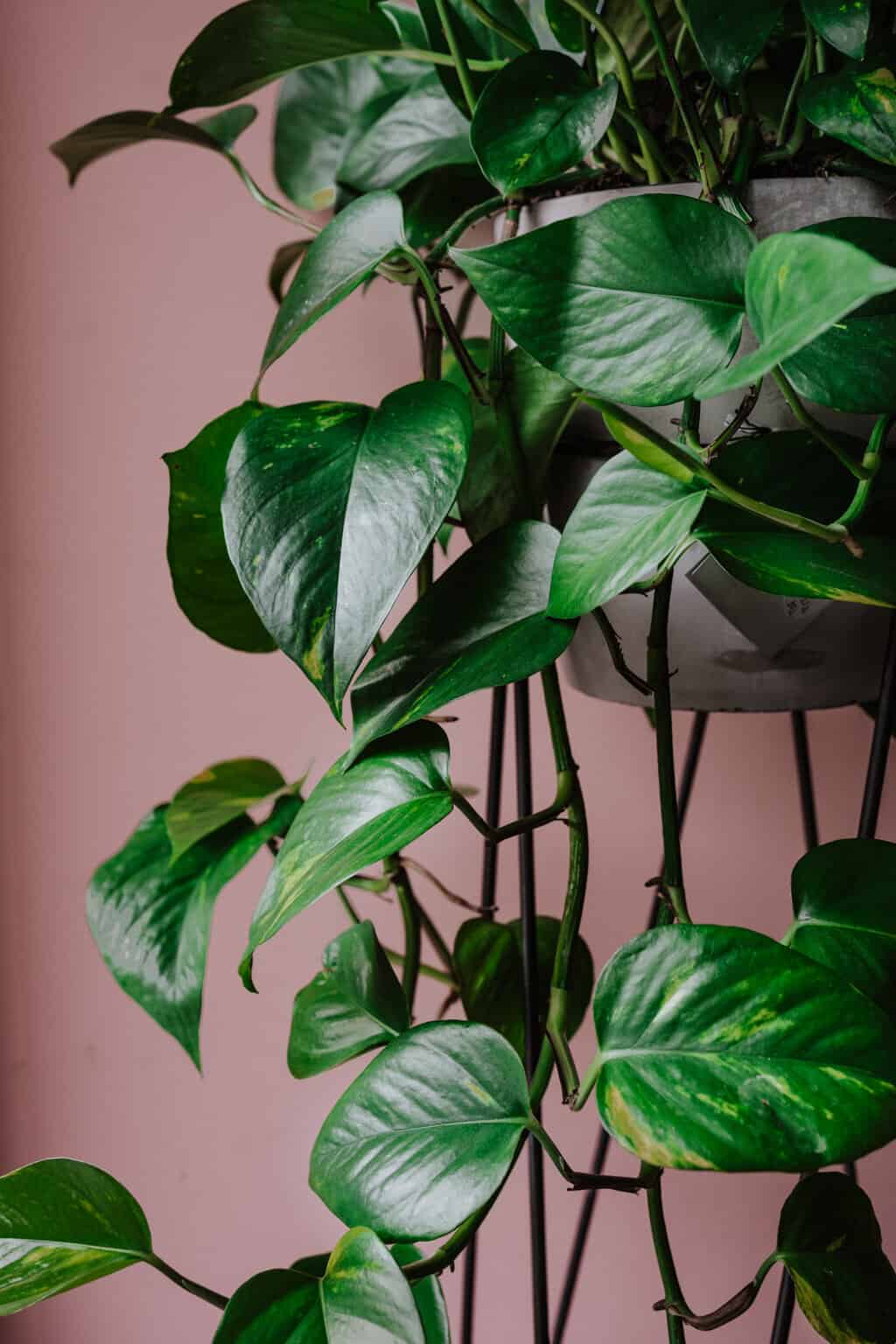 Golden Pothos - Regular