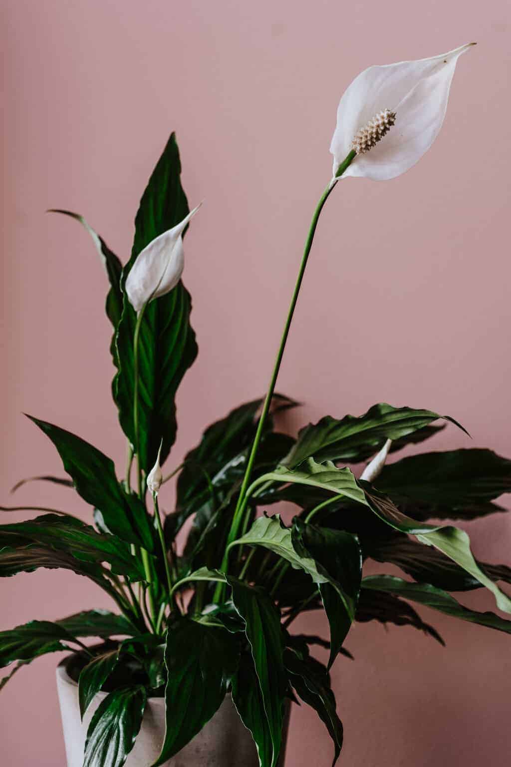 Peace Lily - Regular