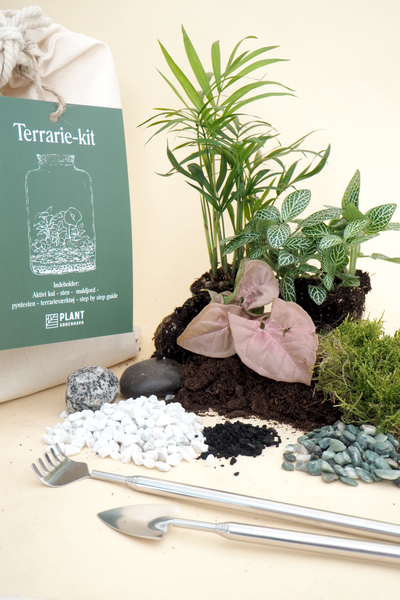Terrarie Kit + mos + planter