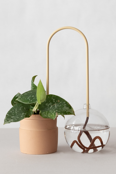 30 cm Plant Straws Cookie