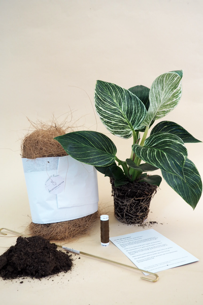 1 x Philodendron Birkin Planteplanet Kit