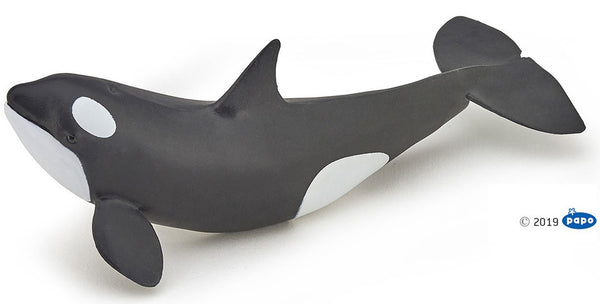 Killer Whale Calf