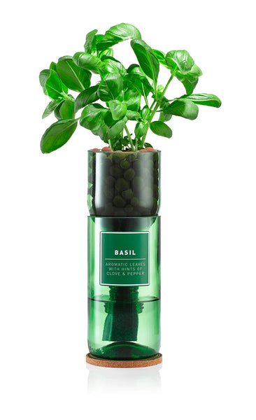 Hydro Herb - Basil Kit