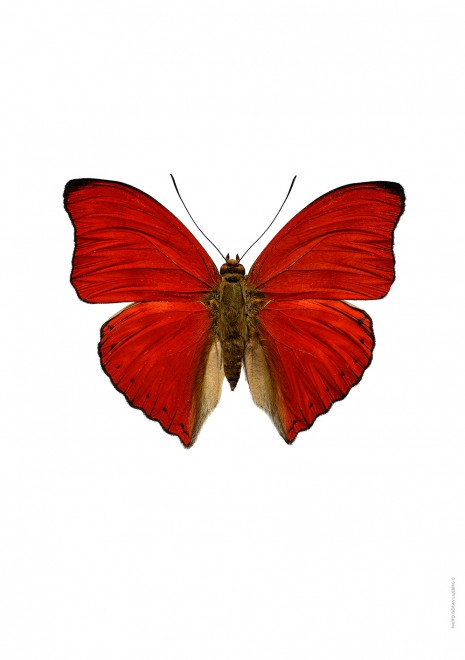 Liljebergs A4 Macro Photography  Poster Red Butterfly