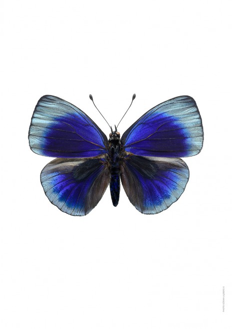 Liljebergs A4 Macro Photography Poster Blue Butterfly