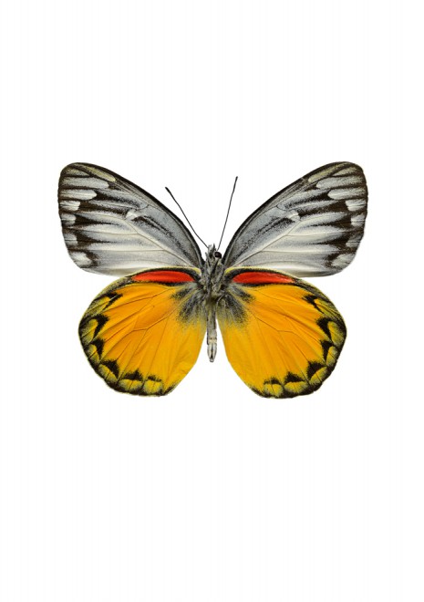 Liljebergs A4 Macro Photography Poster Yellow Grey Butterfly