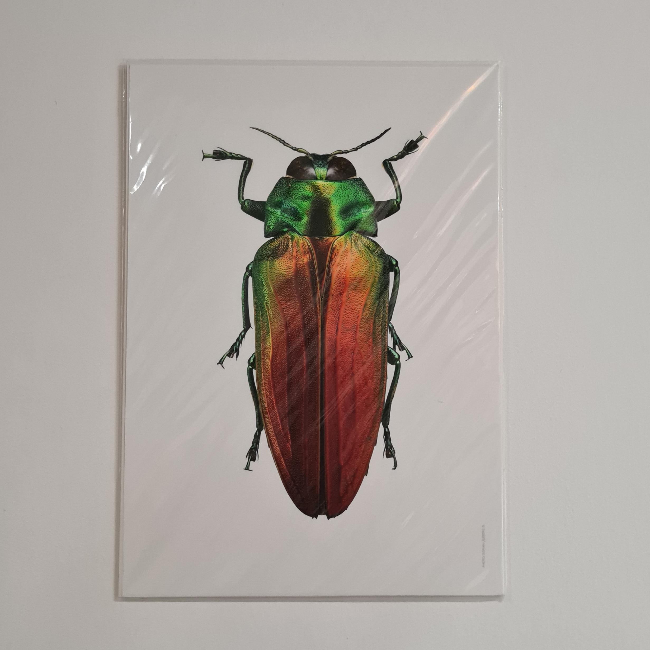 Liljebergs A4 Macro Photography Poster Green Copper Beetle