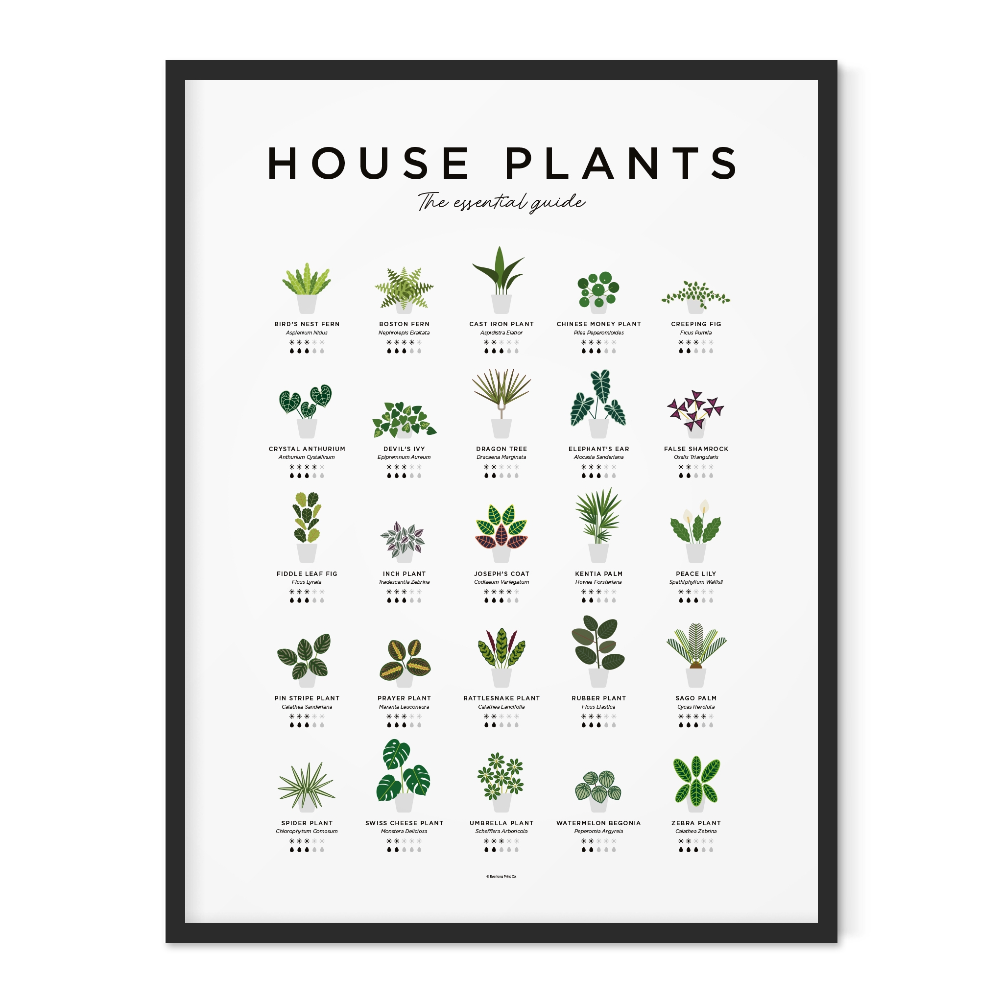 Everlong Print Co. House Plant Guide