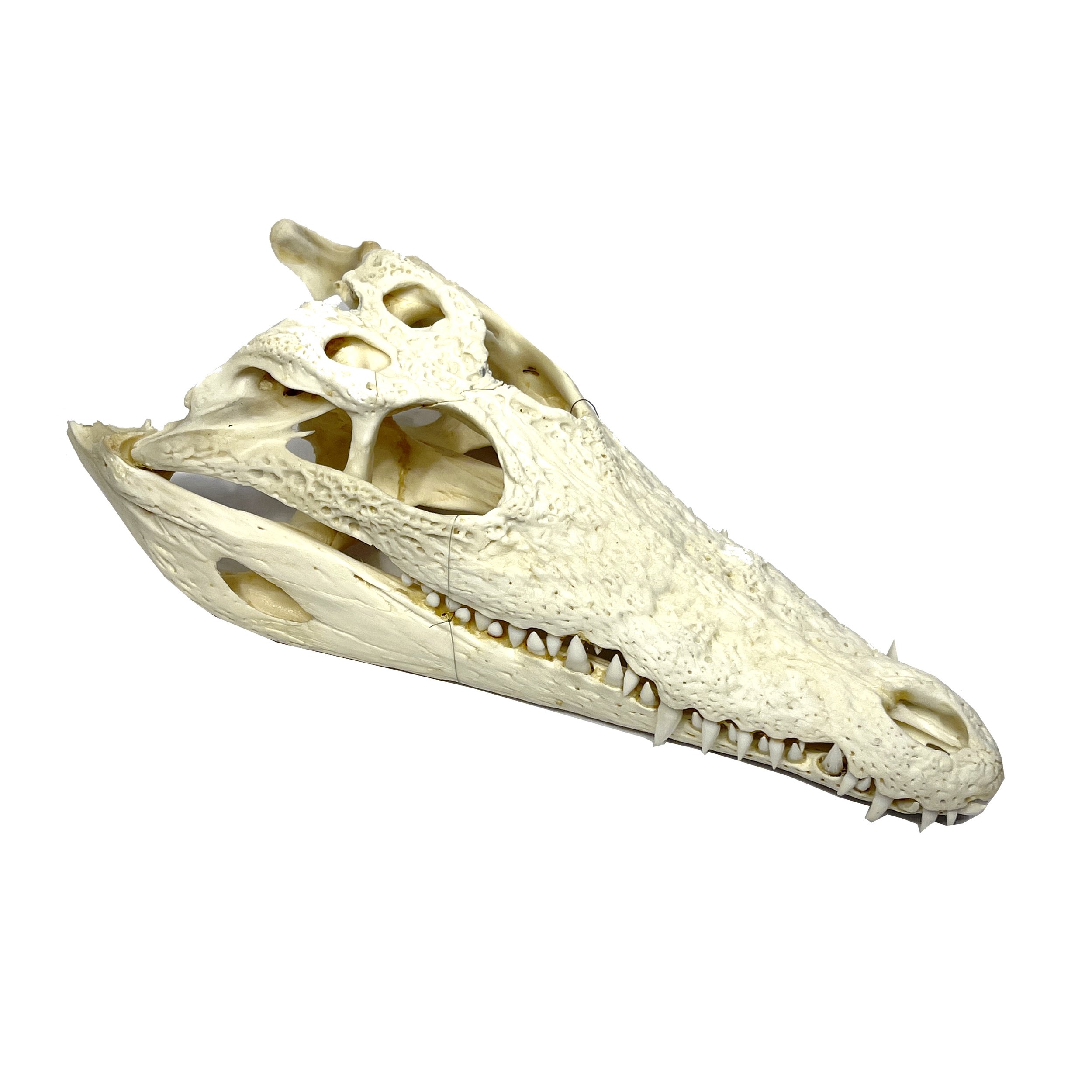Joca Home Concept Decorative Crocodile Skull