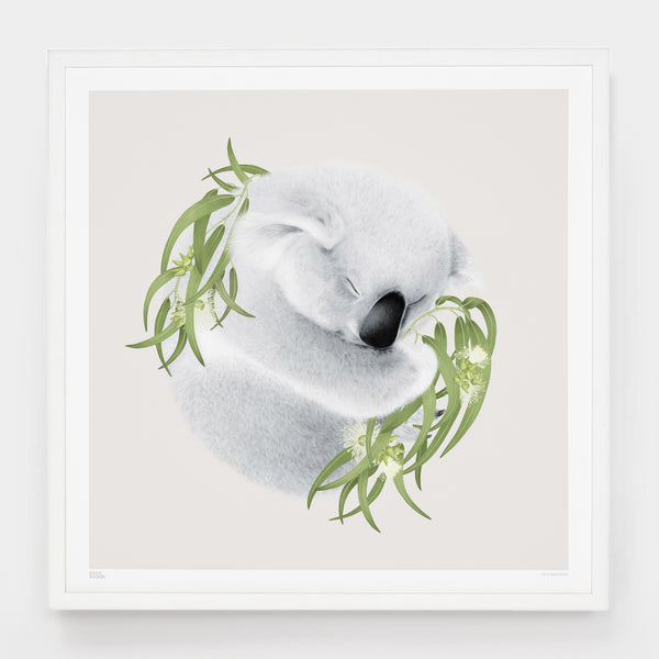 Louise Jones 61 x 61cm Unframed Koala Print