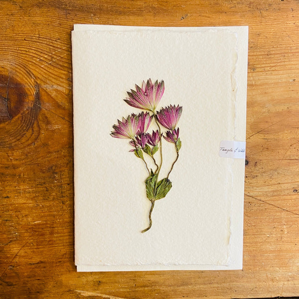 Astrantia Dried Flower Card