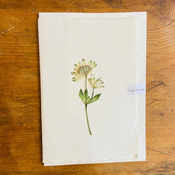 Pale Astrantia Dried Flower Card