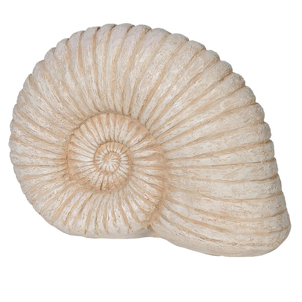 Ammonite Shell Decor