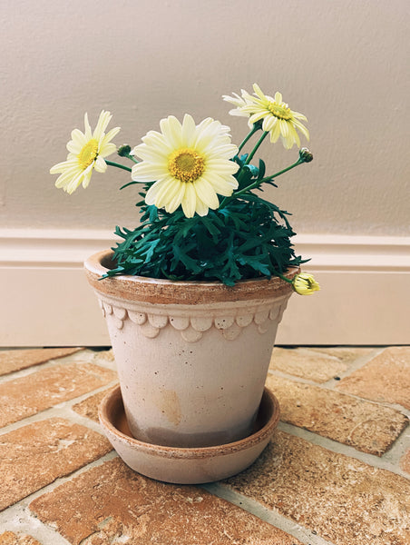 Potted Marguerite Daisy