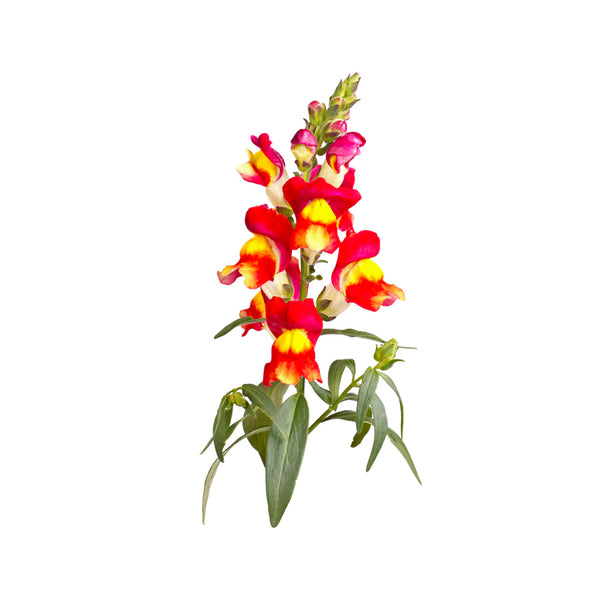 Snapdragon Brighton Rock Seed Packet