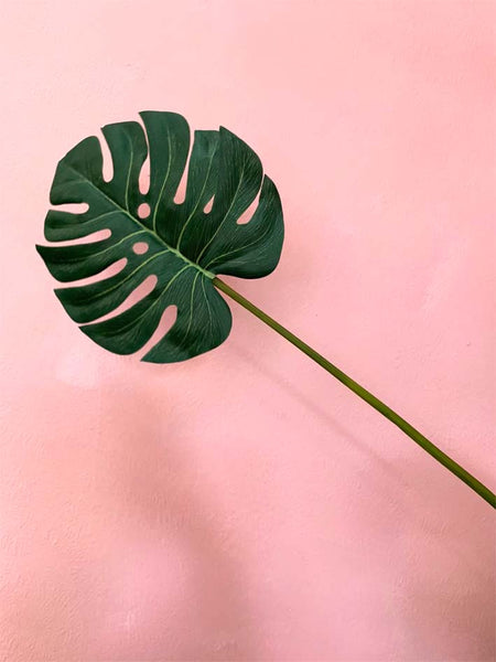 Green Monstera Leaf