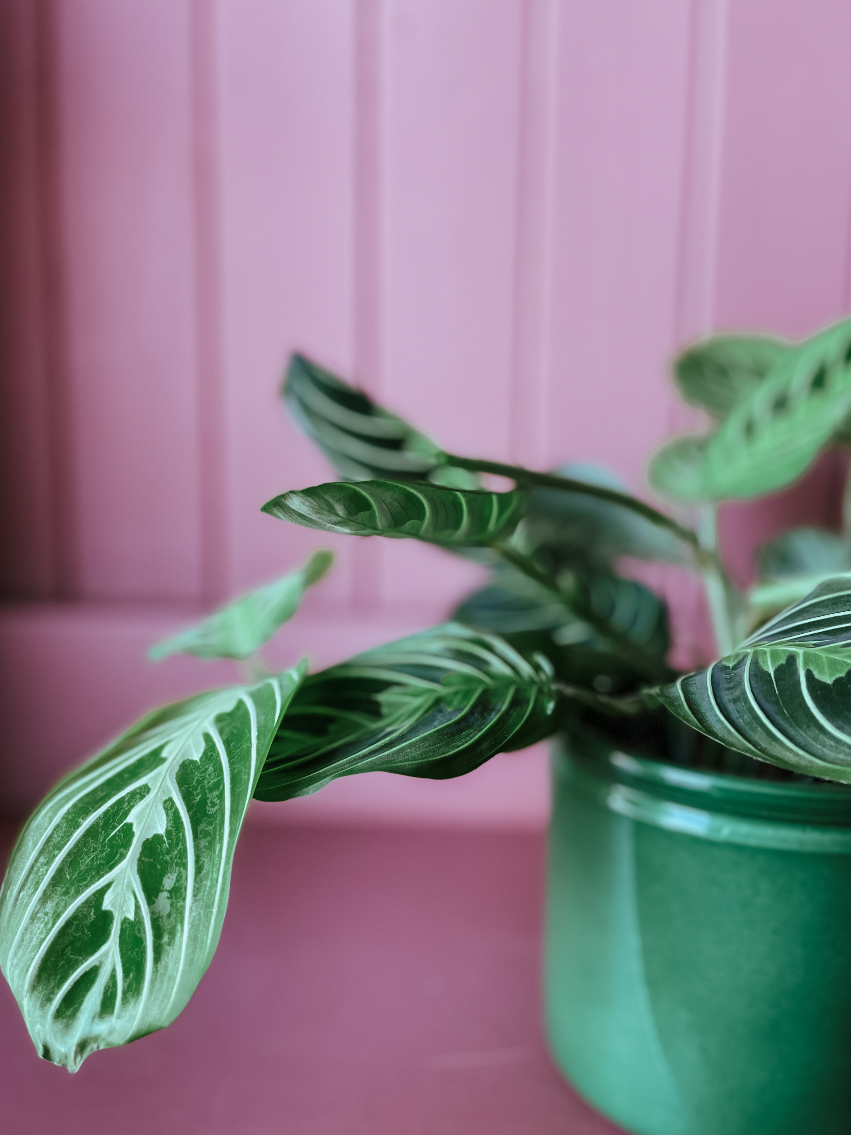 Maranta 'prayer Plant' Lemon Lime