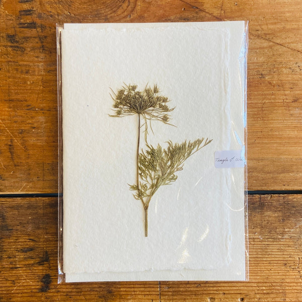 Ammi Majus Dried Flower Card