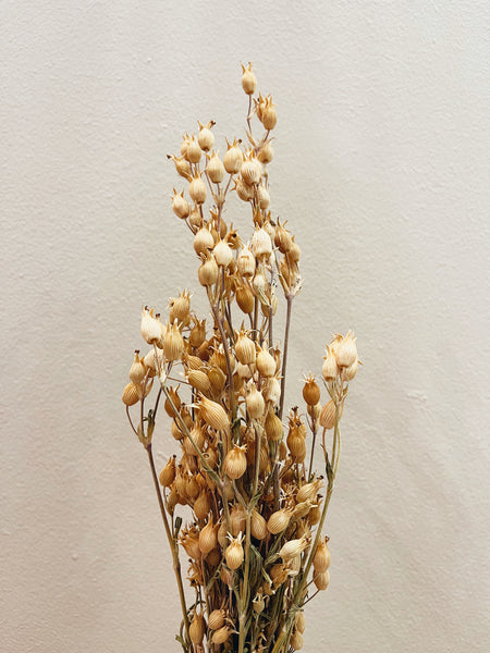 Silene Dried Flowers