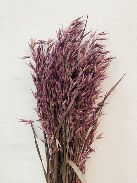 Uma Cantik Avena Purple Dried Flowers