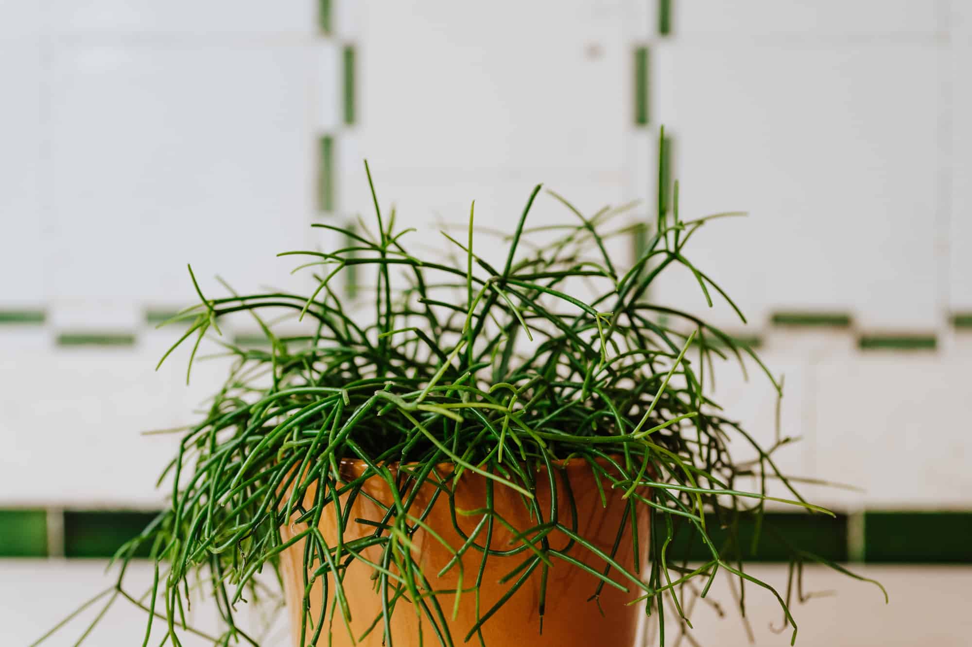 Rhipsalis Jungle Cactus - Small