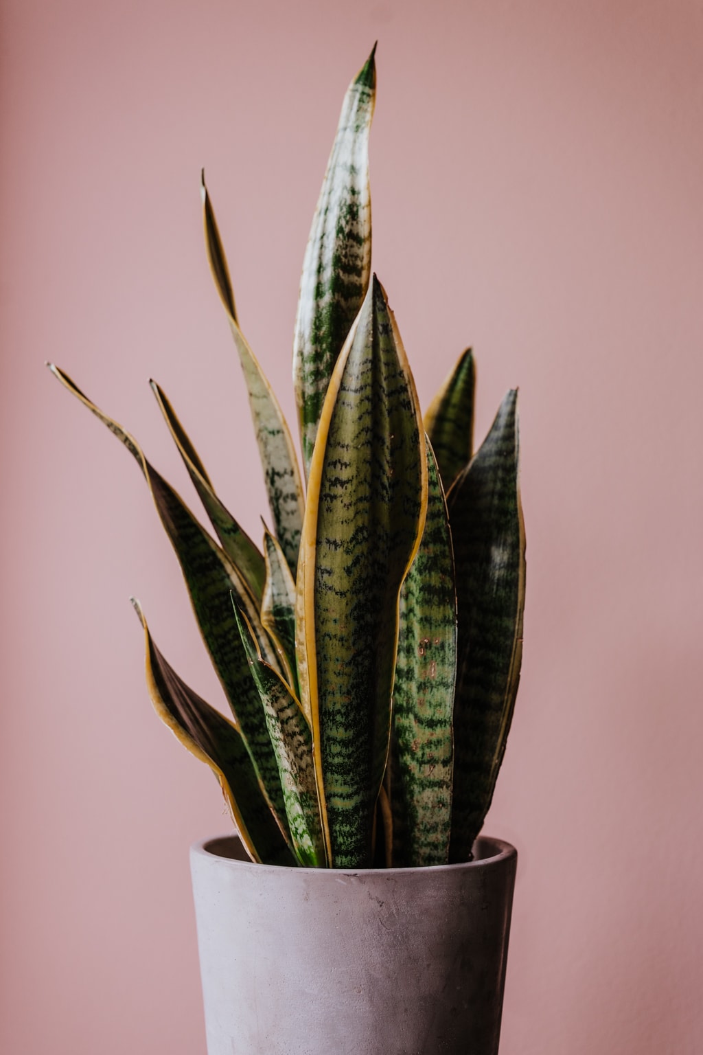 Snake Plant - Medium