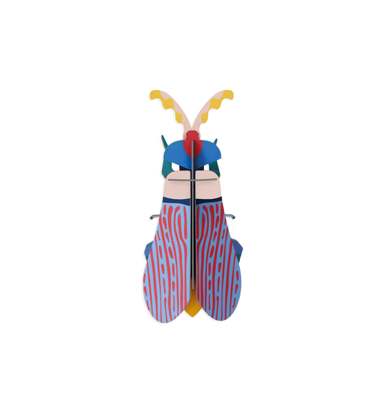 Striped Wing Beetle