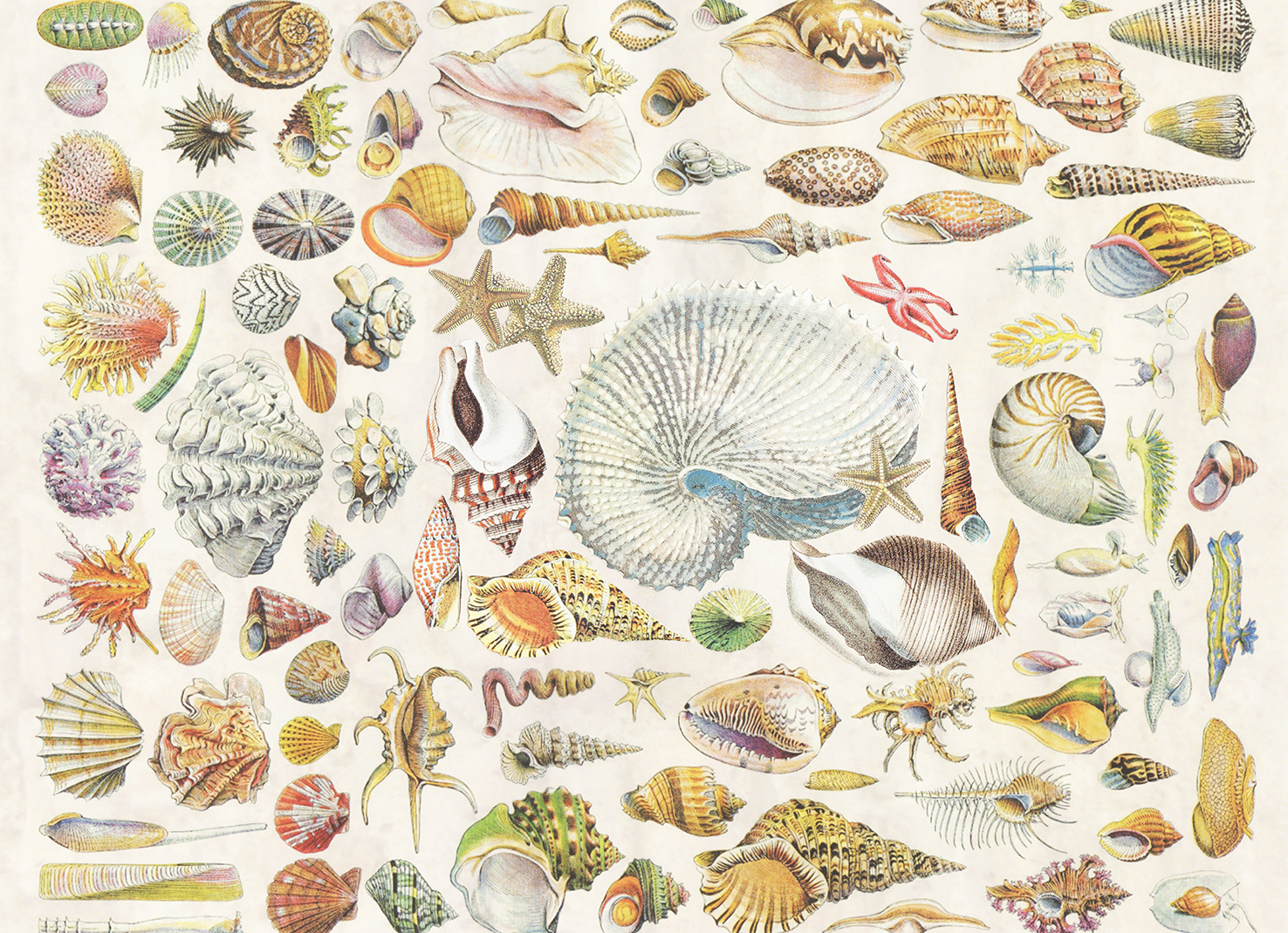 Seashells Design Tablecloth