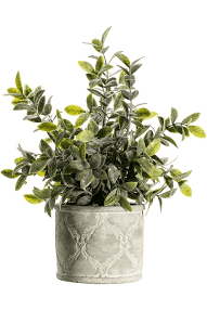 Sage Dusky Green with Patterned Pot