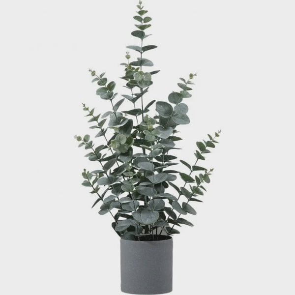 Potted Eucalyptus Bush - Green