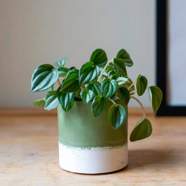 Green Jesmonite Pot