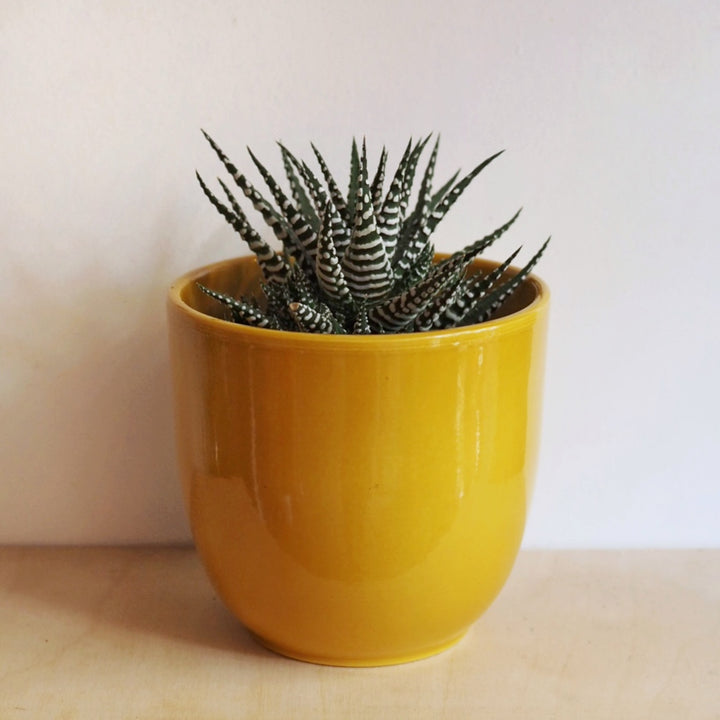 Hi Cacti Extra Large Oval Ceramic Pot (No Plant)