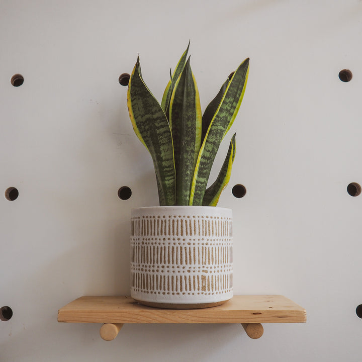 Hi Cacti Small Scratch Ceramic Pot (No Plant)