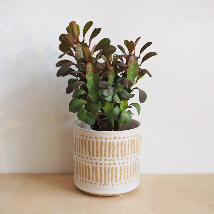 Hi Cacti Medium Scratch Ceramic Pot (No Plant)