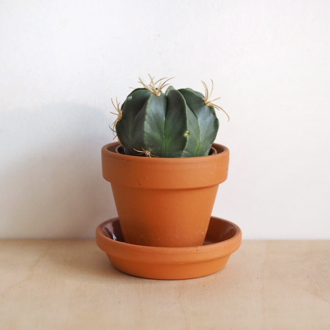 Hi Cacti 8cm Medium Terracotta Plant Pots (No Plant)