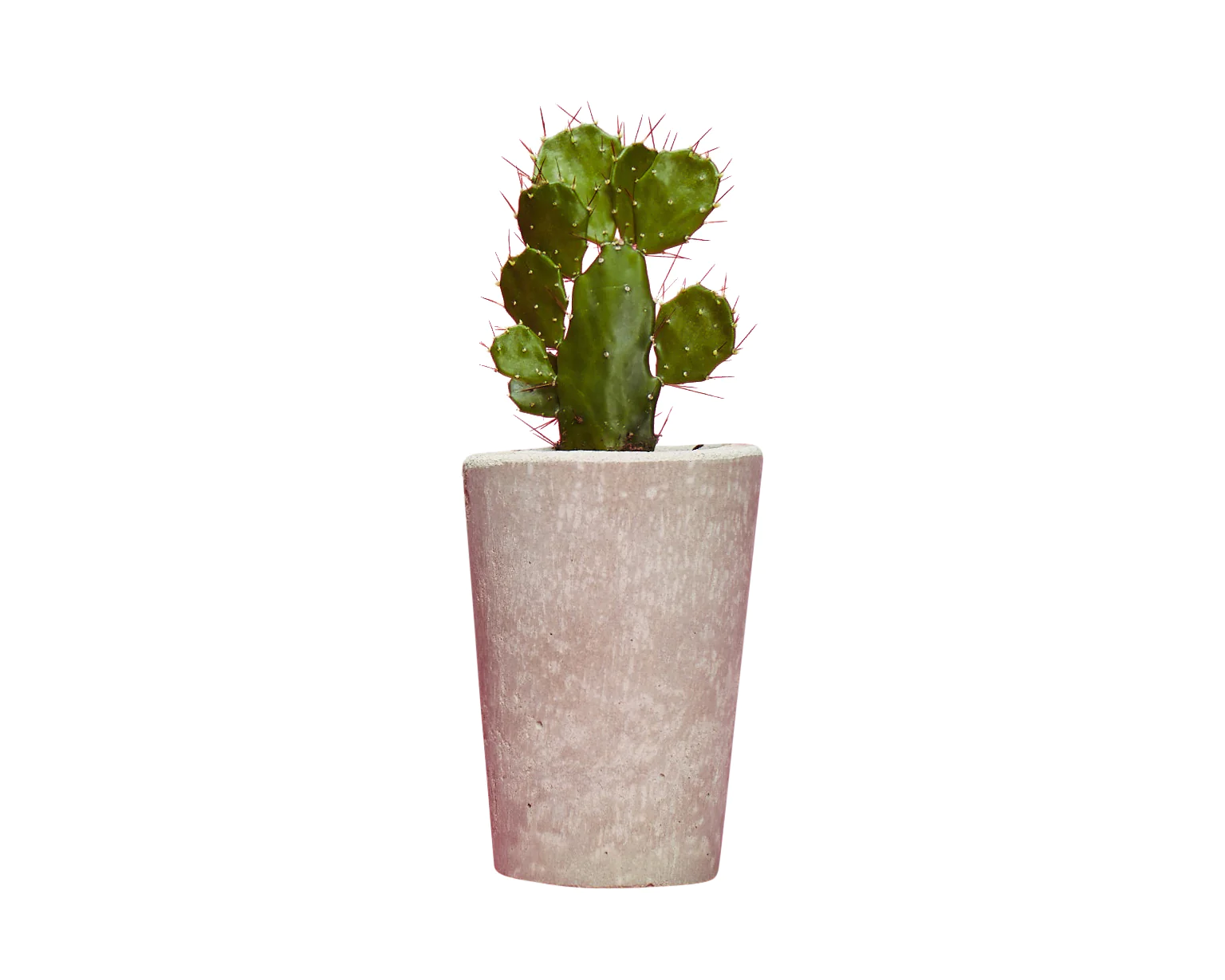 Hi Cacti Tall Concrete Plant Pot with Plant