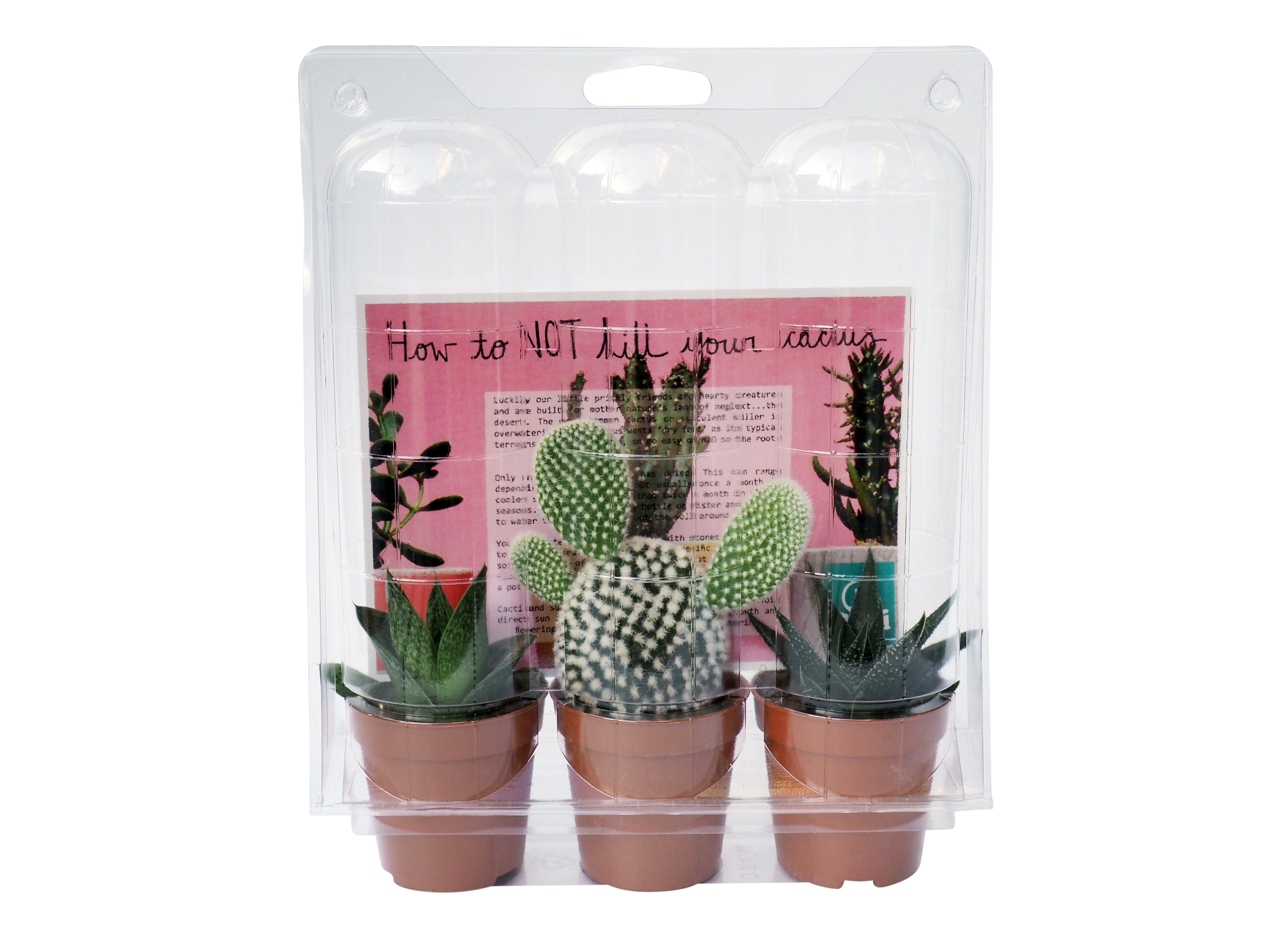 Hi Cacti Pack of 3 Plant Gift Set