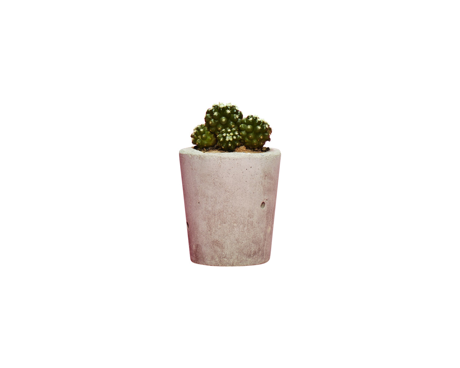 Hi Cacti Small Concrete Plant Pot with Plant