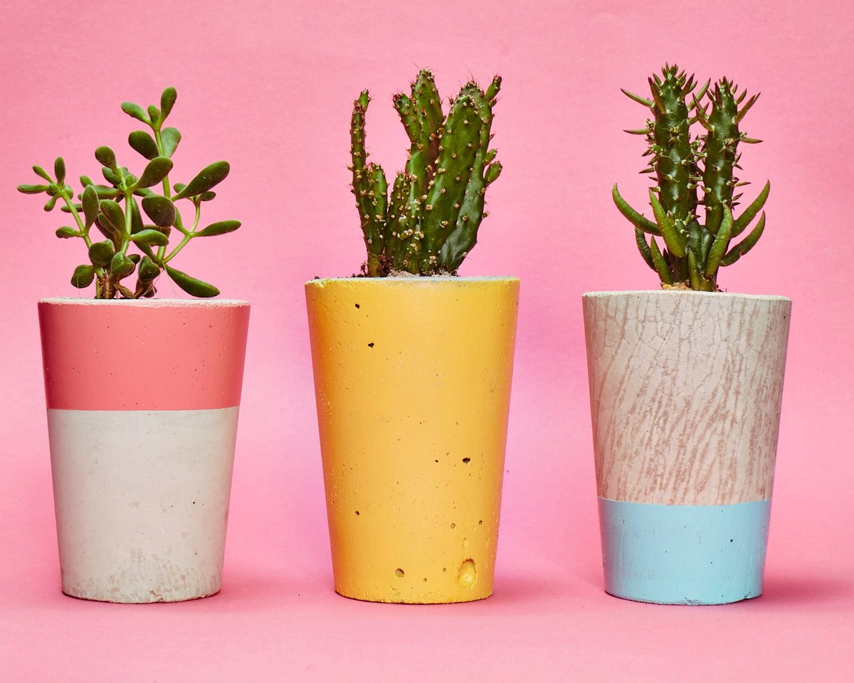 Hi Cacti Tall All Painted Colourful Concrete Pot with Plant