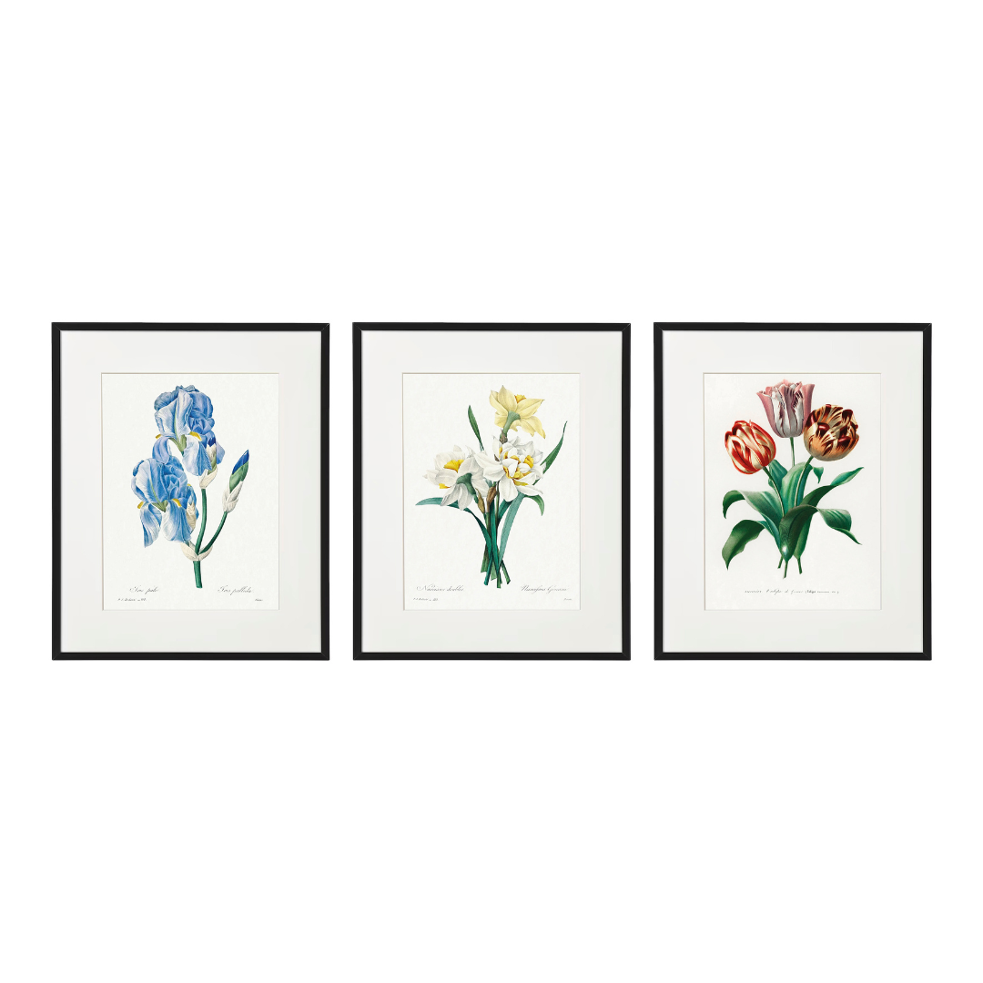 Temerity Jones Flower Bulbs Framed Wall Art : Iris, Narcissus or Tulips