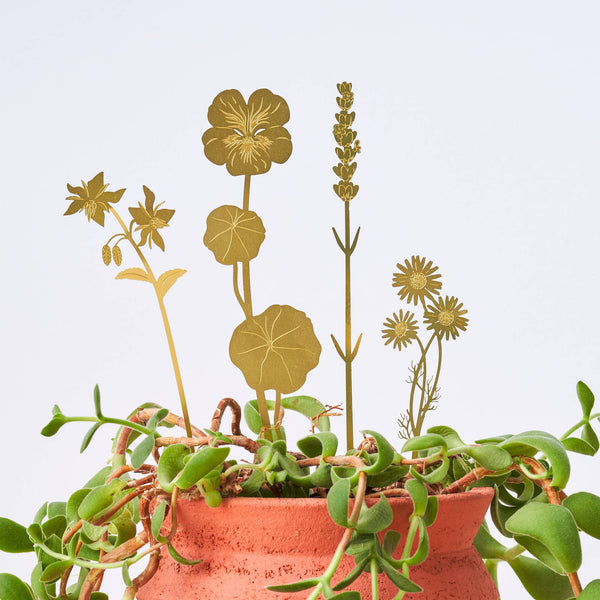 Another Studio  - Brass Bloom Herbs - Floral Decorations