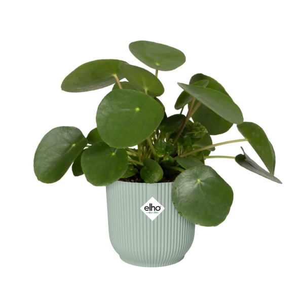 elho 7cm Sorbet Green Vibes Plant Pot In Recycled Plastic