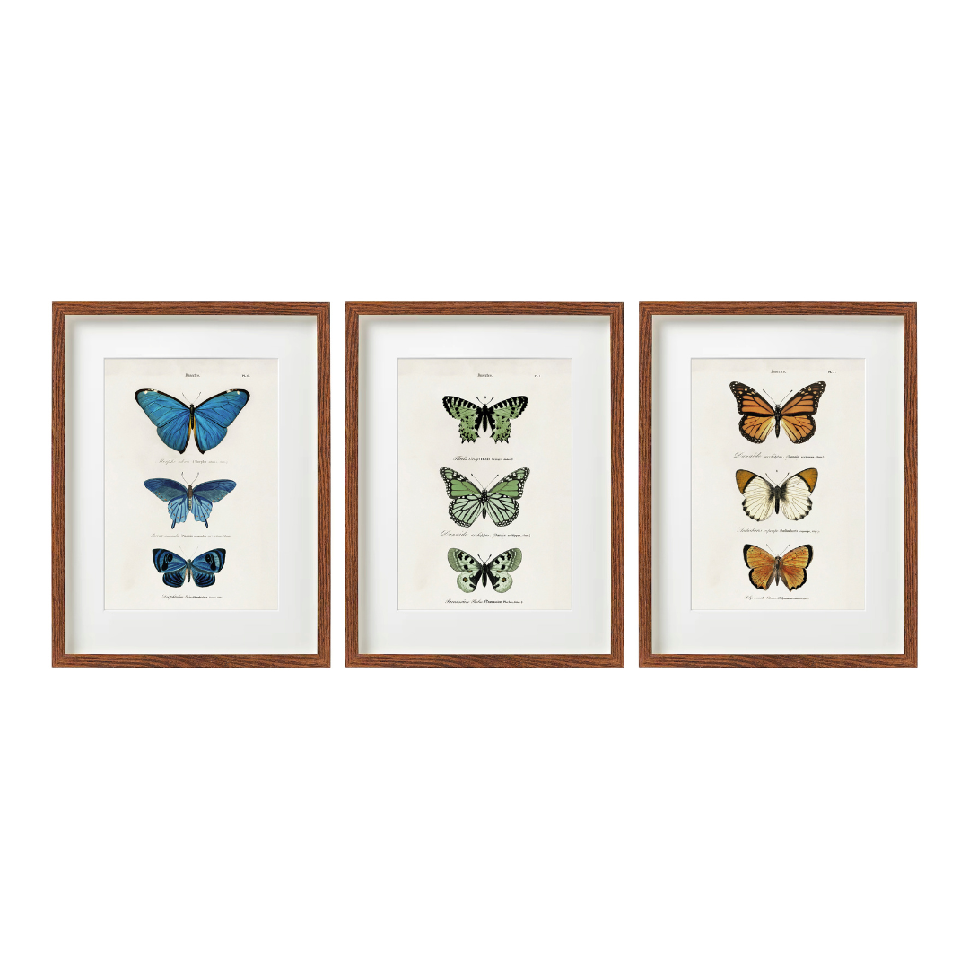 Temerity Jones Vintage Butterfly Framed Art Print : Blue, Green or Red